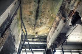 Why you should choose our mold remedi tion services in #city